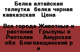 Белка алтайская телеутка, белка черная кавказская › Цена ­ 5 000 - Все города Животные и растения » Грызуны и Рептилии   . Амурская обл.,Благовещенский р-н